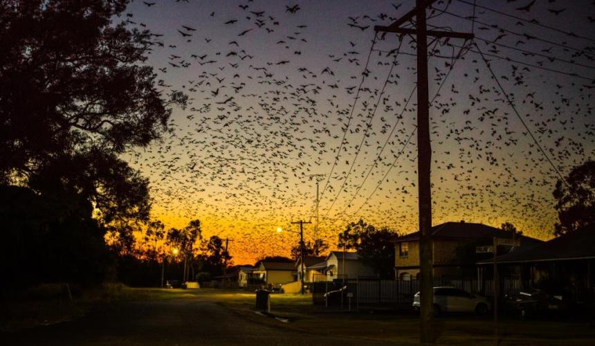 Councils swoop on solutions to flying-fox woes