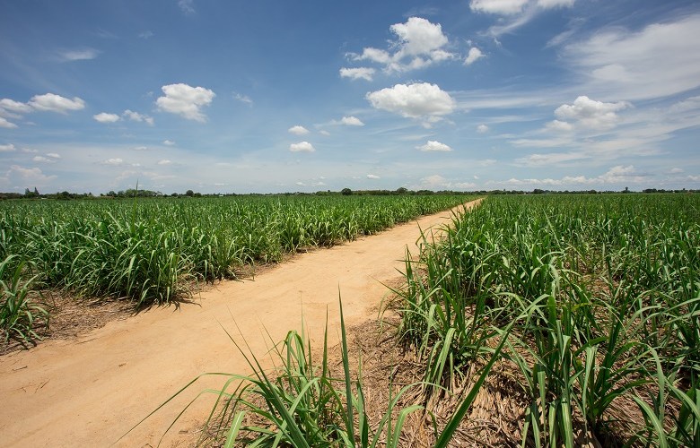 Governments must collaborate on bioenergy: report