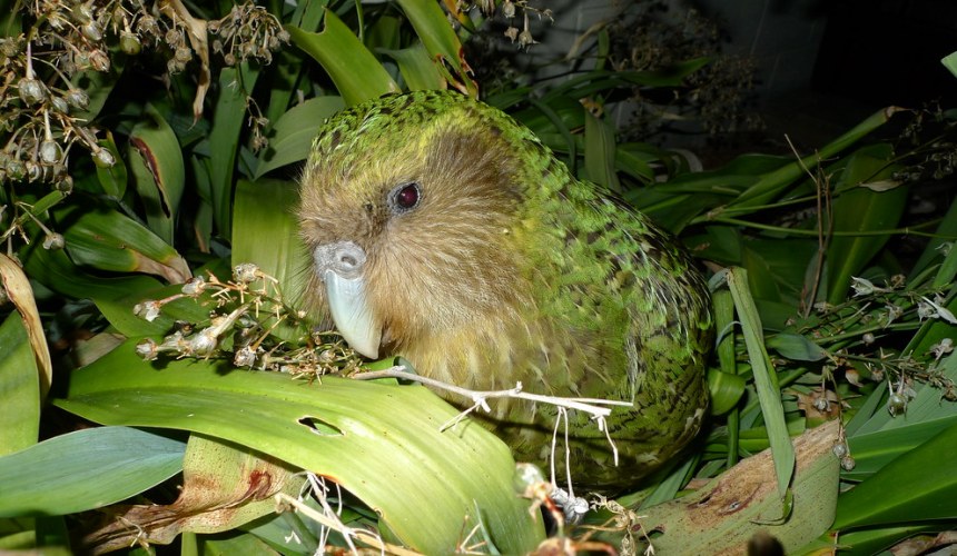 NZ boosts conservation efforts with AI