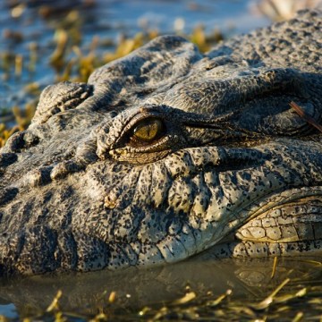 Queensland to unleash croc-spotting drones