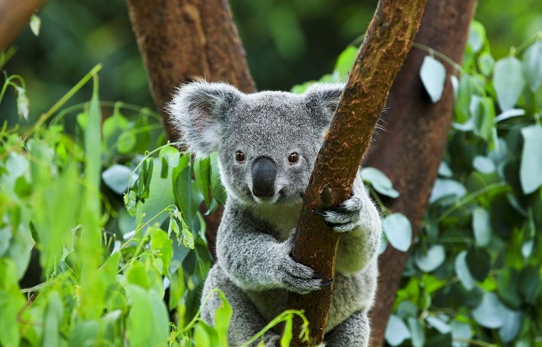 Bushfires give impetus to calls for Koala National Park