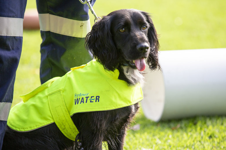 Sydney Water recruits sniff out wastewater leaks - Government News