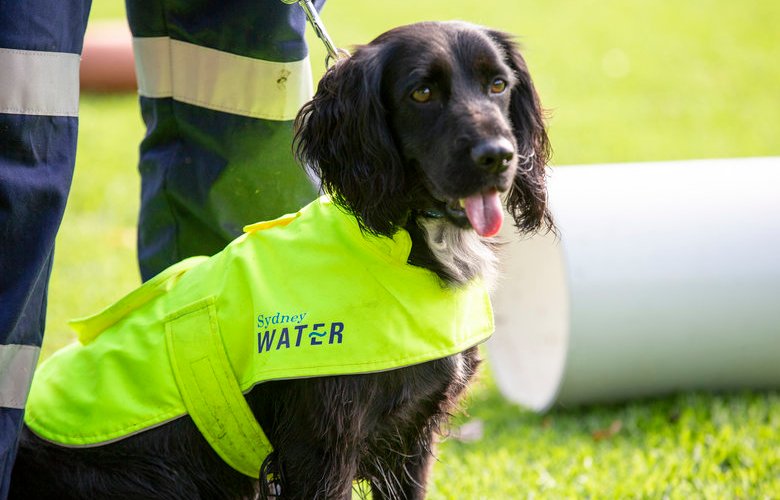 Sydney Water recruits sniff out wastewater leaks