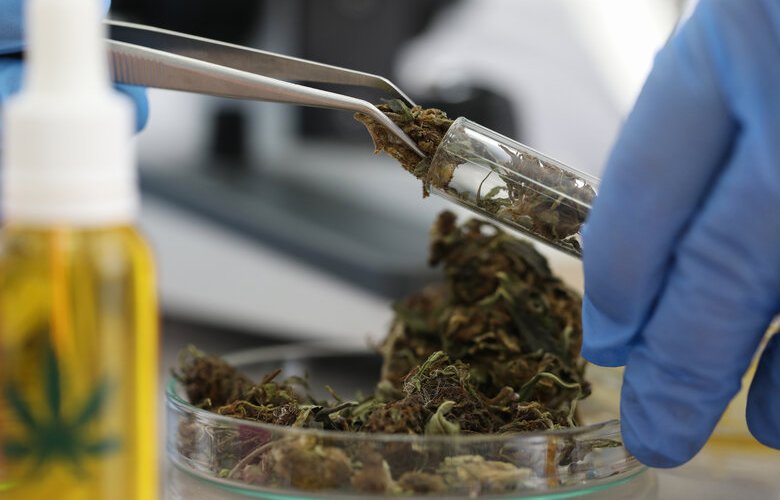 CSIRO gets licence for medicinal cannabis