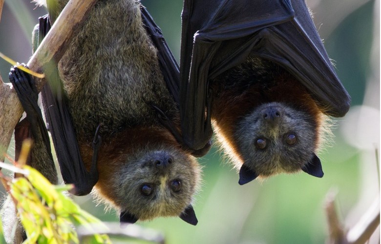 Flying fox problem drives Queensland councils batty