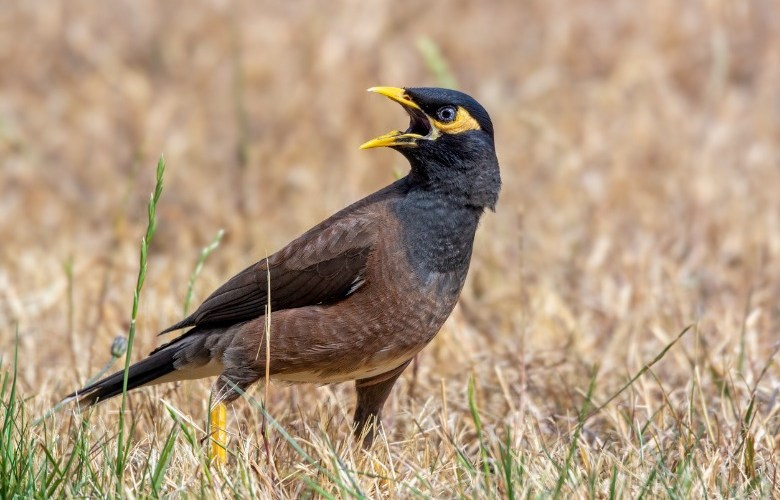 Managing Mynas an ongoing problem for local government