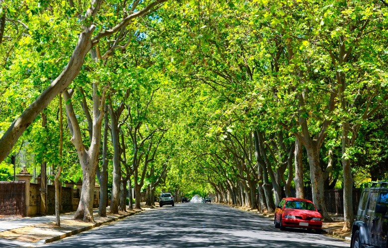 Canopy mapping app helps SA council see wood for the trees