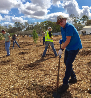 Council digitises tree planting program - Government News