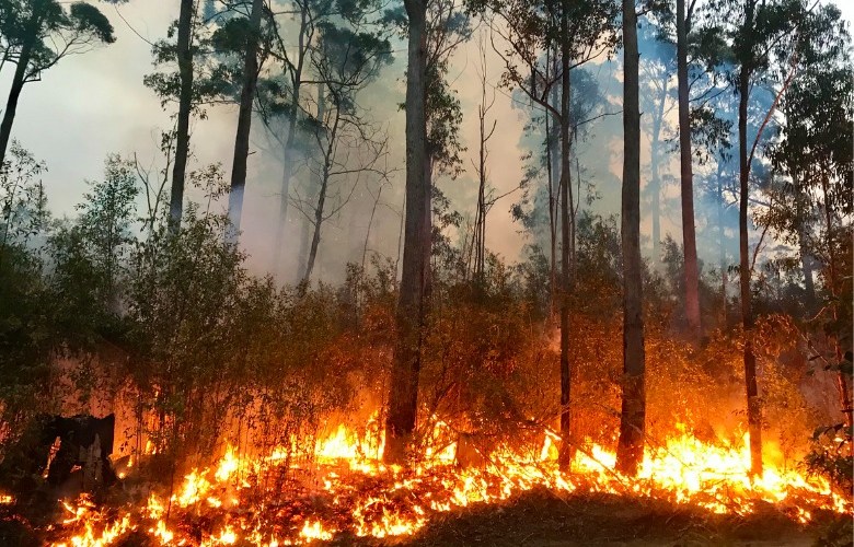 NSW to appoint new fire chief